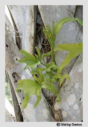 Ophioglossum palmatum