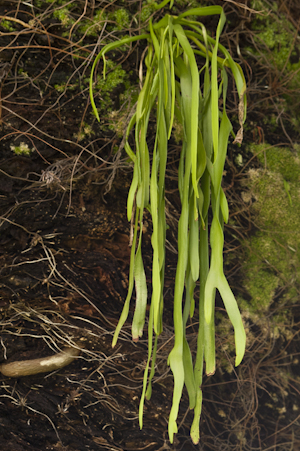 Ophioglossum pendulum