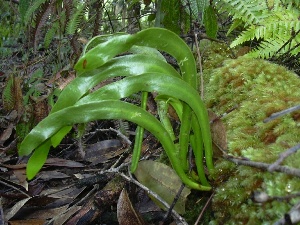 Ophioglossum pendulum