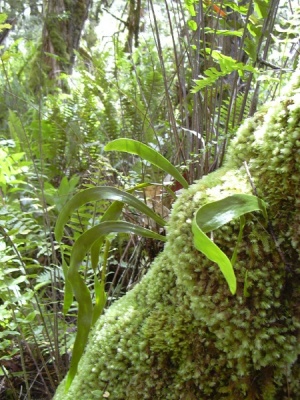 Ophioglossum pendulum