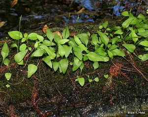 Ophioglossum petiolatum