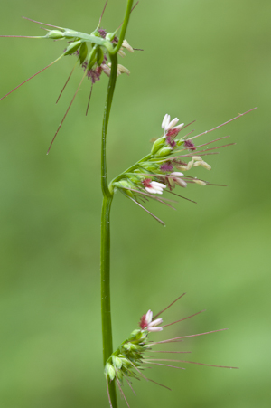 Oplismenus hirtellus