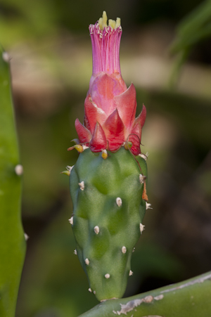 Opuntia cochenillifera