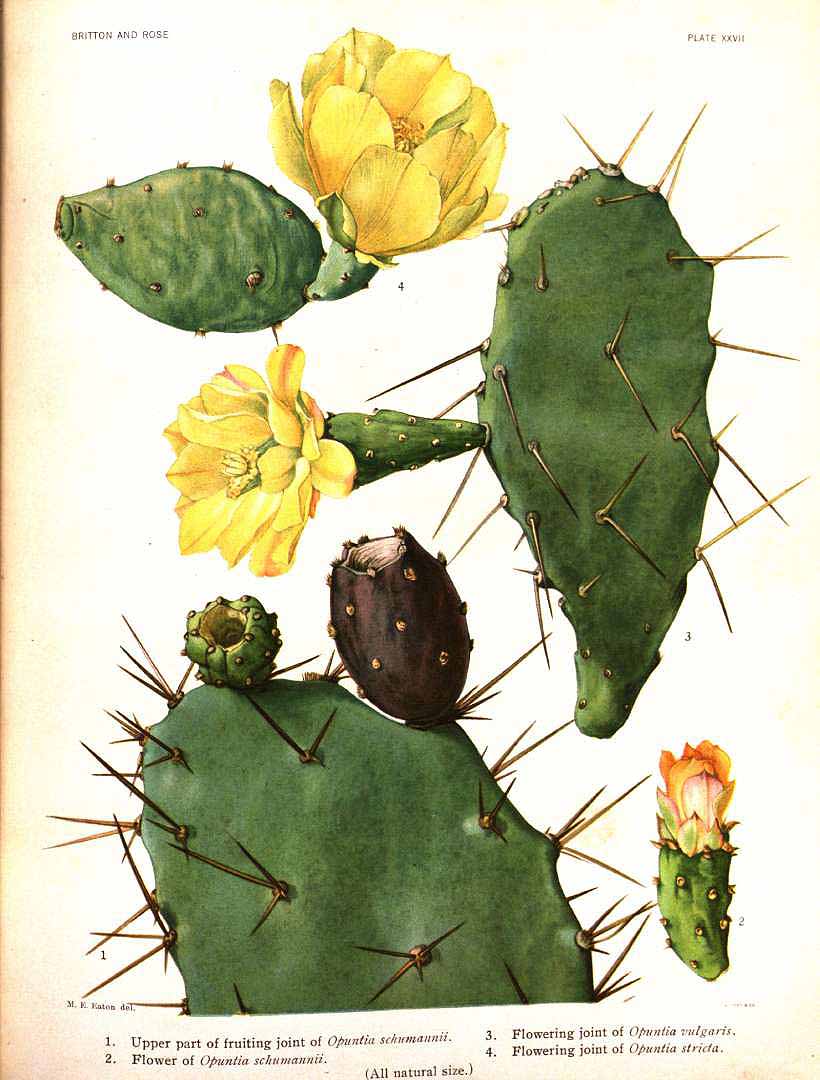 Opuntia ficus-indica