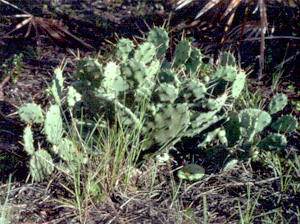 Opuntia mesacantha