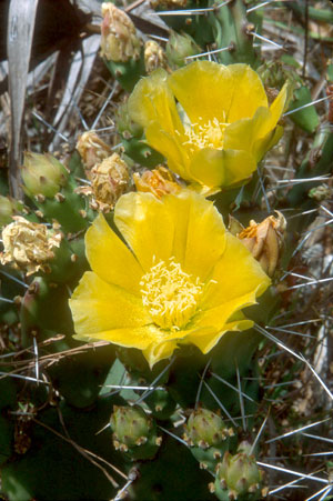 Opuntia austrina