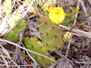 Opuntia austrina