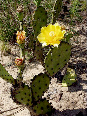 Opuntia austrina