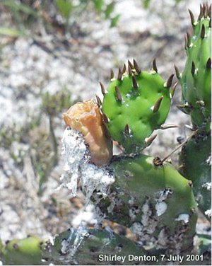 Opuntia austrina