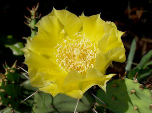 Opuntia austrina