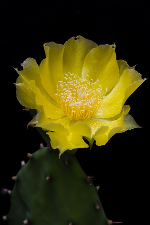 Opuntia austrina