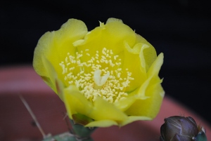 Opuntia ochrocentra