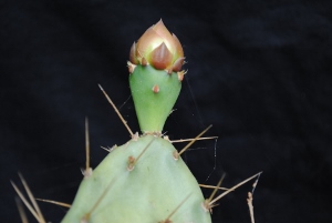 Opuntia ochrocentra