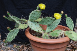 Opuntia ochrocentra