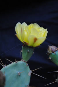 Opuntia ochrocentra