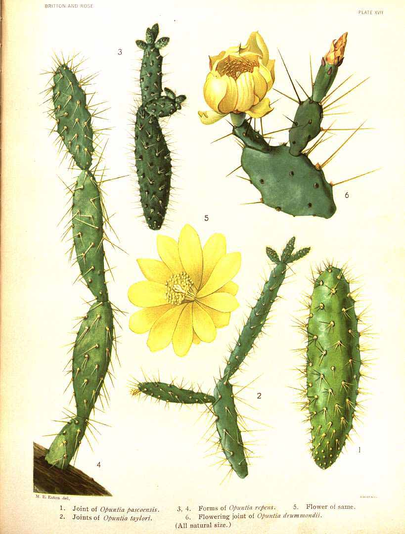 Opuntia repens