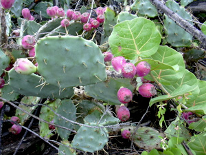 Opuntia stricta