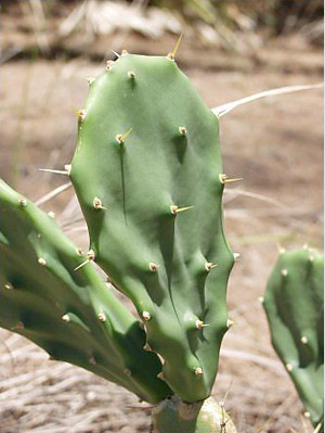 Opuntia stricta