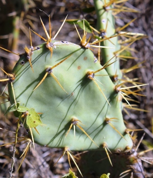 Opuntia stricta