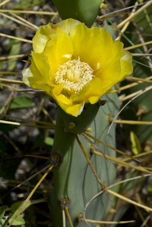 Opuntia stricta