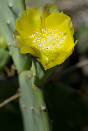 Opuntia stricta