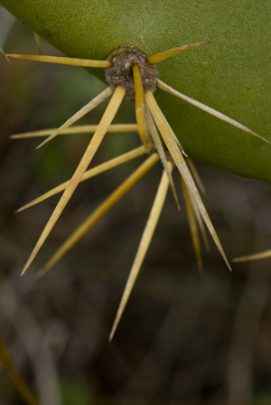 Opuntia stricta