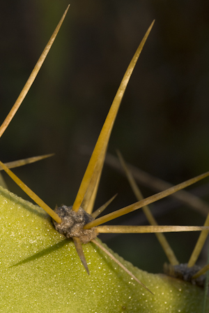 Opuntia stricta