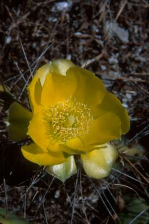 Opuntia abjecta