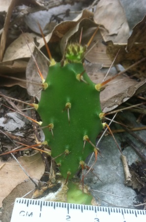 Opuntia abjecta