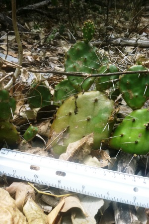 Opuntia abjecta