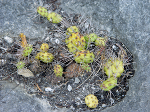 Opuntia abjecta