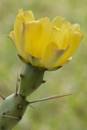 Opuntia abjecta