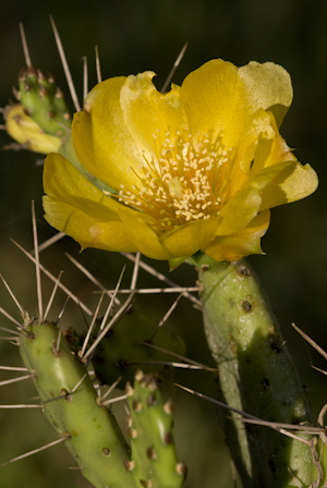 Opuntia abjecta