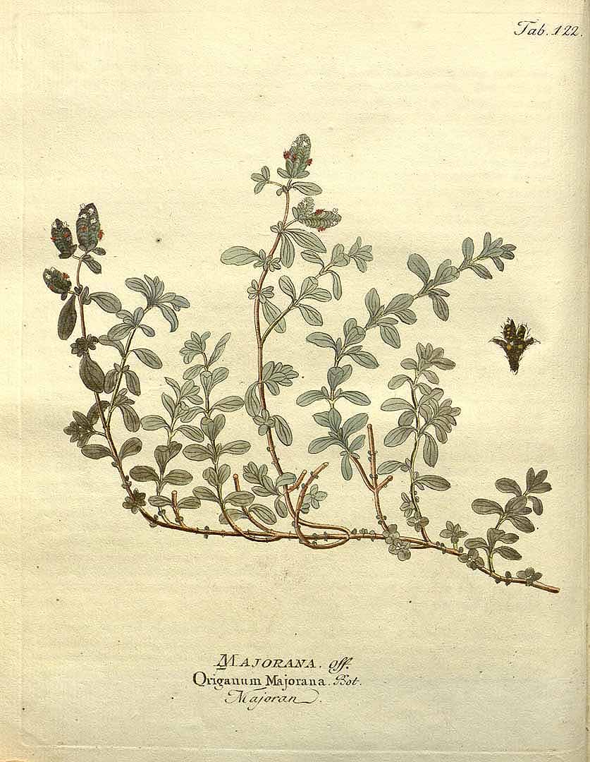 Origanum majorana