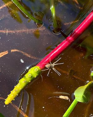 Orontium aquaticum