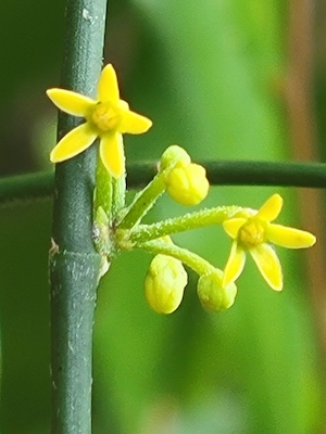 Orthosia scoparia