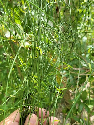 Orthosia scoparia