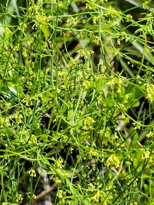 Orthosia scoparia