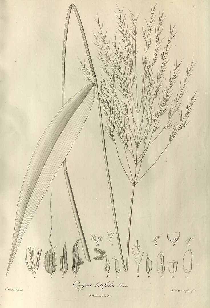 Oryza latifolia