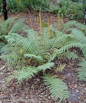 Osmundastrum cinnamomeum