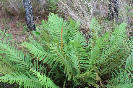 Osmundastrum cinnamomeum