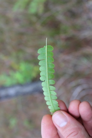 Osmundastrum cinnamomeum