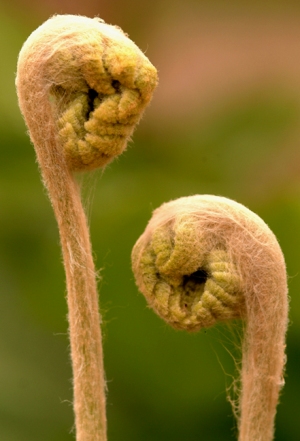 Osmundastrum cinnamomeum