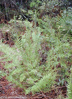 Osmunda regalis