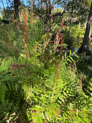 Osmunda regalis