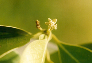 Ottoschulzia rhodoxylon