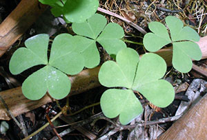 Oxalis corniculata