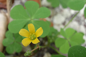 Oxalis corniculata