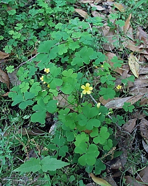 Oxalis corniculata