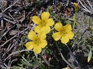 Oxalis corniculata